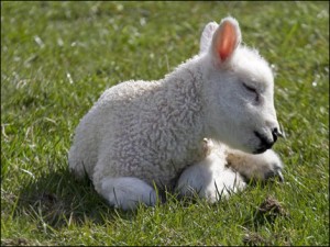 The Lamb