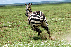Running Zebra