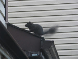 Up on the Roof