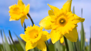 Daffodils and Wales